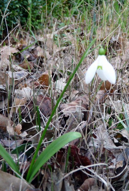 Un temps plus que printanier ! Journal du 21 janvier 2012