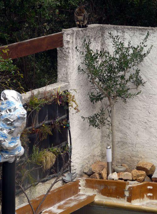 Un temps plus que printanier ! Journal du 21 janvier 2012