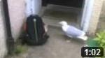 oiseaux "volent" mouette voleuse) videos