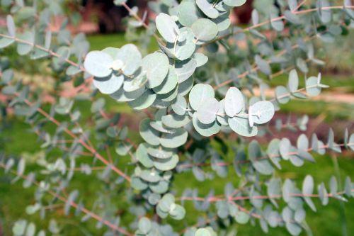 eucalyptus juvenile paris 1 dec 073.jpg