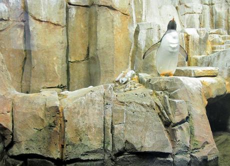 Biodôme de Montréal - Pingouin