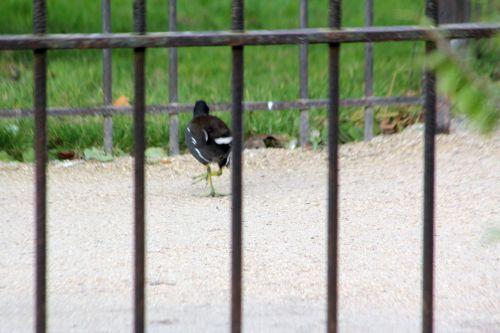 paris 21 janv 2012 012.jpg