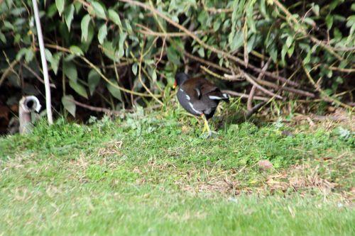 paris 21 janv 2012 014.jpg