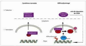 CANCER: 3 protéines clés à réguler, sinon rien  – Inserm et Cancer Cell