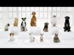 Wolkswagen parodie de nouveau Star Wars… avec des chiens