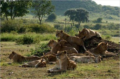 Critique cinéma : Félins