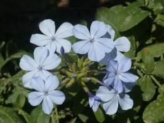 écriture,poèmes,poète,société