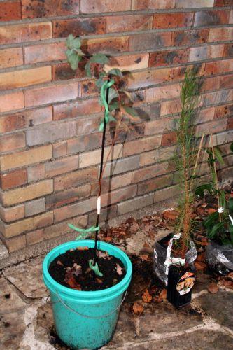 1 eucalyptus tronc veneux 20 fev 2011 002.jpg