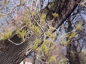 Fraxinus, sudiste nordiste