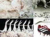 Vidéo Adidas continue massacre kangourous 2012