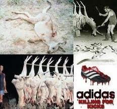 adidas-massacre-kangourous.jpg