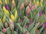 C'est saison tulipes
