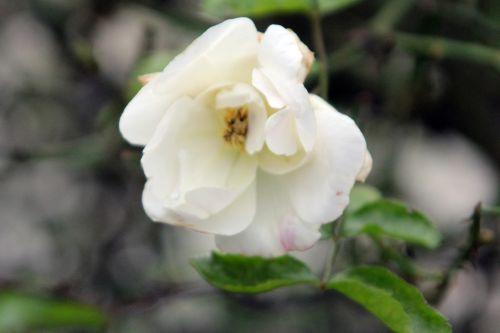 opalia paris fl 31 déc 2011 146.jpg