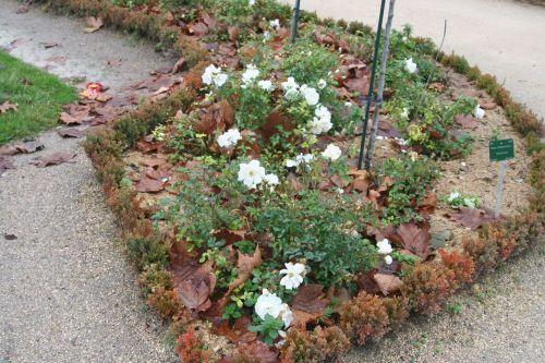 opalia paris 1 dec 006.jpg