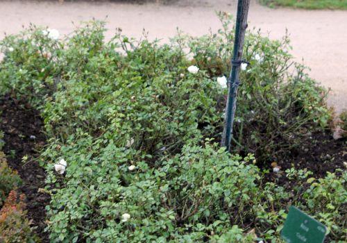 opalia paris 31 déc 2011 149.jpg