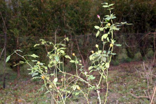 red parfum romilly 22 janv 2012 052.jpg