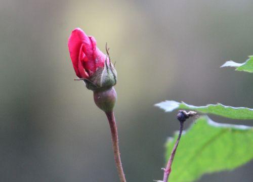 red parfum romilly 22 janv 2012 055.jpg