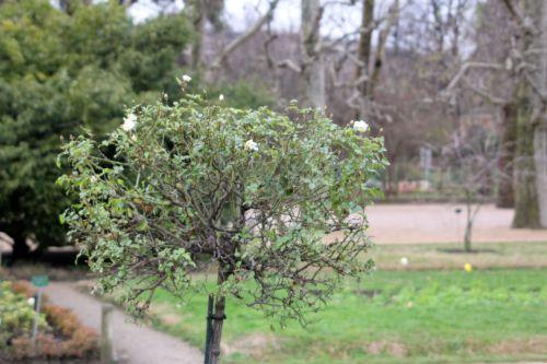 opalia paris 31 déc 2011 150.jpg