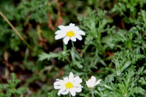 anthemis maritima 2 paris 21 janv 2012 172 (1).jpg