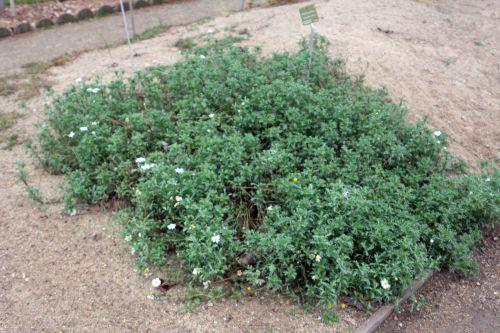anthemis maritima 1 paris 21 janv 2012 172.jpg