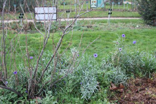 centaurea cyanus 1 paris 21 janv 2012 021 (4).jpg