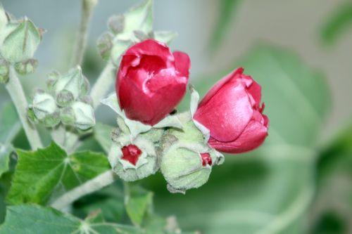 abutilon 2 paris 21 janv 2012 155 (3).jpg