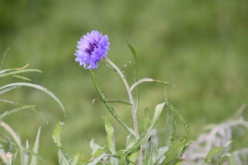 centaurea cyanus 3 paris 21 janv 2012 021 (1).jpg