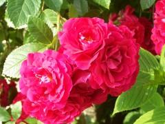 divers010710 012.jpg