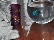 jeune chatte chasseresse Combattant...!