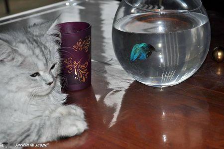 Le-chat-et-le-poisson