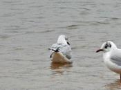 Paysage Loire avec mouettes hiver