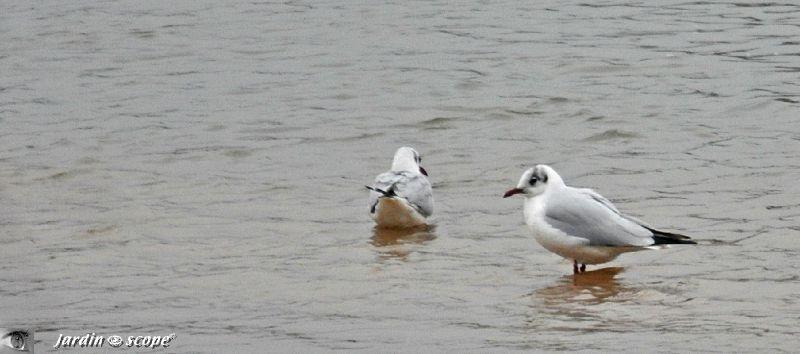 Paysage de Loire avec ses mouettes en hiver