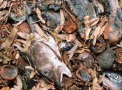 Pourri, autre vision compostage