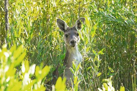 Nous ne sommes pas morts...
