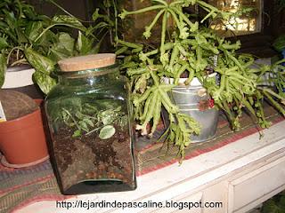 Bouture de peperomia scandens