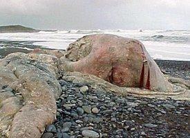 Tendance design 2012Â : beau comme un cerveau