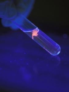 L’âge de la MÉNOPAUSE, aussi une question d’ADN – Nature Genetics