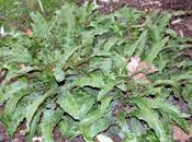 Scolopendre, fougère