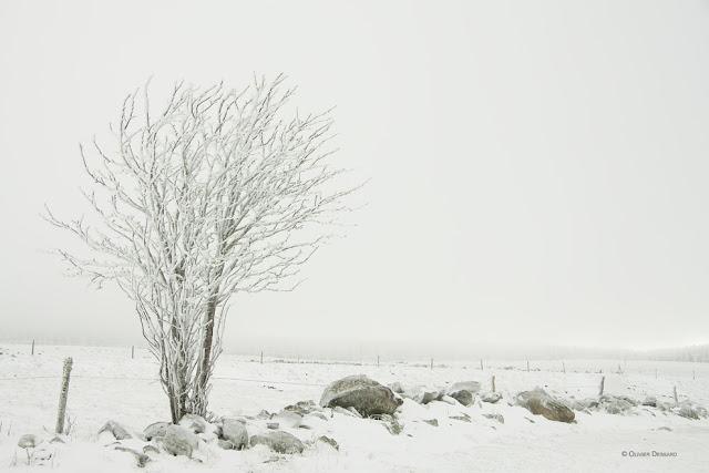 Comme un arbre sous la neige