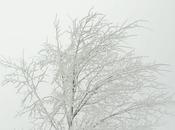 Comme arbre sous neige