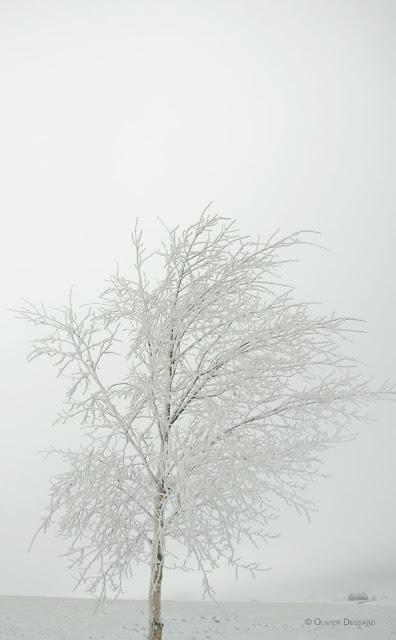 Comme un arbre sous la neige