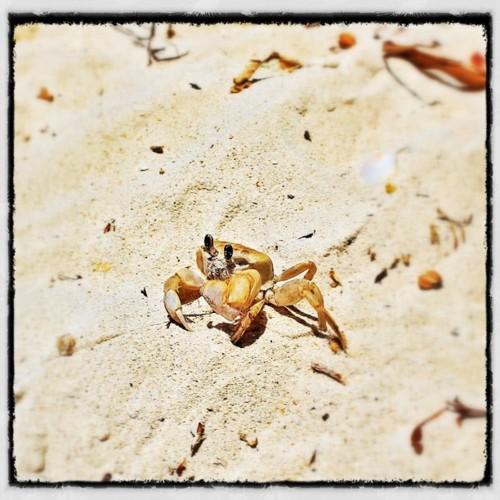 Petit crabe de Karimunjawa, Java, Indonésie.
