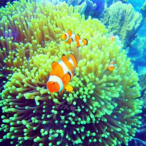 Nemo à Karimunjawa, Java, Indonésie.