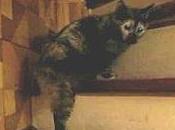 valse chat dominant combat entre chats videos