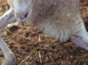 Virus SCHMALLENBERG: L’UE juge inutile toute mesure commerciale restrictive Commission Européenne