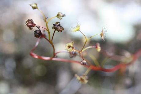 fleur drosera auriculata