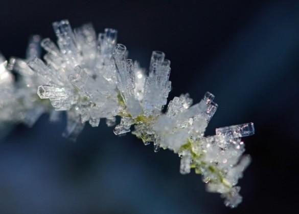 Brindille gelée Lison 585x418 Concours de photo nature Frisson dHiver : à vous de voter !