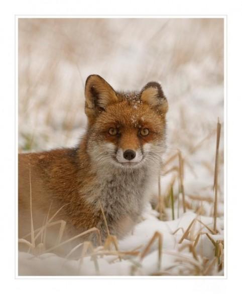 Portrait de renard Aurélia Cheminant 482x585 Concours de photo nature Frisson dHiver : à vous de voter !