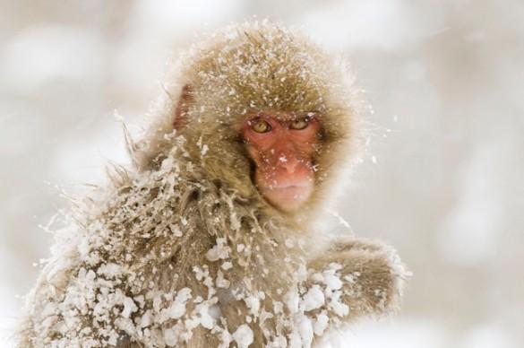 Macaque Alain Even 585x388 Concours de photo nature Frisson dHiver : à vous de voter !