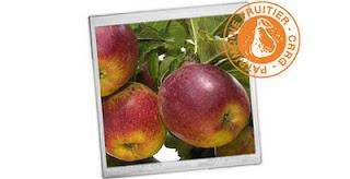 Plantons des arbres fruitiers !